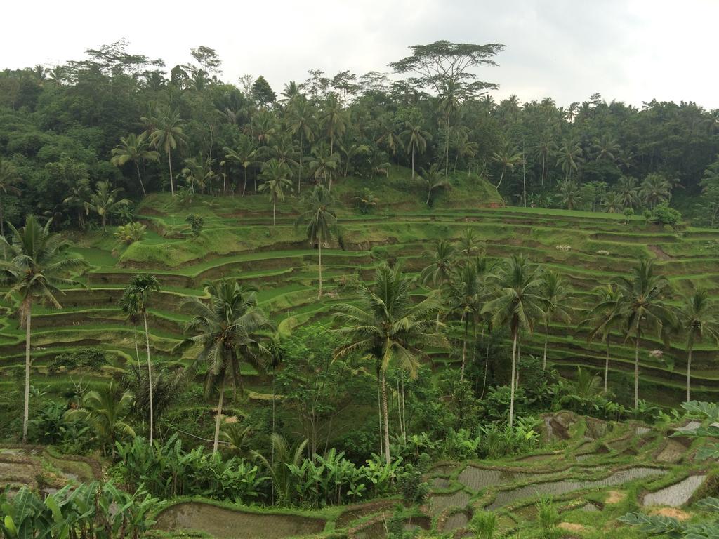 Pangkung House Ubud (Bali)